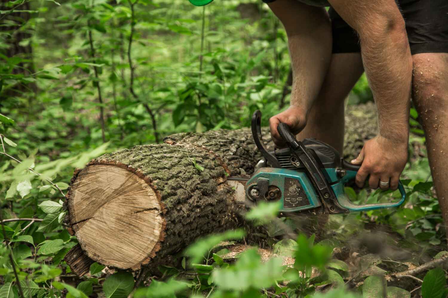 Best Local Tree Services  in USA